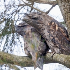 Podargus strigoides (Tawny Frogmouth) at Lake Conjola, NSW - 29 Jan 2015 by Charles Dove