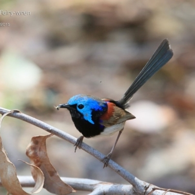 Malurus lamberti (Variegated Fairywren) at Lake Conjola, NSW - 4 Feb 2015 by CharlesDove