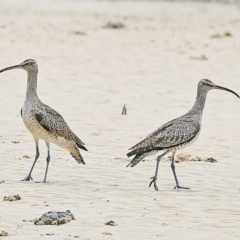 Numenius phaeopus (Whimbrel) at Narrawallee, NSW - 1 Feb 2015 by CharlesDove