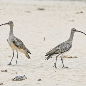 Numenius phaeopus at Narrawallee, NSW - 1 Feb 2015