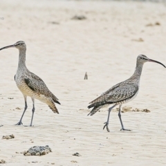 Numenius phaeopus (Whimbrel) at Narrawallee, NSW - 31 Jan 2015 by Charles Dove