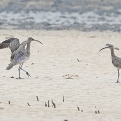 Numenius phaeopus at Narrawallee, NSW - 1 Feb 2015