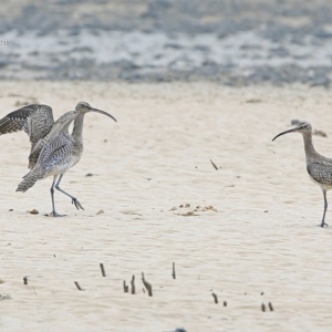 Numenius phaeopus at Narrawallee, NSW - 1 Feb 2015