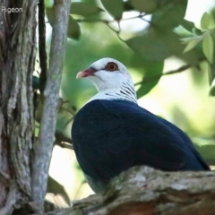 Columba leucomela (White-headed Pigeon) at Ulladulla, NSW - 5 Feb 2015 by CharlesDove