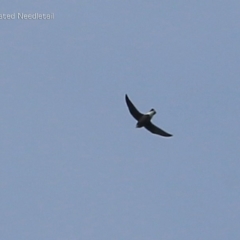 Hirundapus caudacutus (White-throated Needletail) at Lake Conjola, NSW - 1 Feb 2015 by CharlesDove