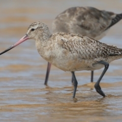 Limosa lapponica (Bar-tailed Godwit) at Jervis Bay National Park - 23 Dec 2015 by CharlesDove