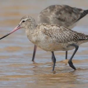 Limosa lapponica at Jervis Bay National Park - 23 Dec 2015