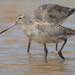 Limosa lapponica (Bar-tailed Godwit) at Jervis Bay National Park - 22 Dec 2015 by Charles Dove