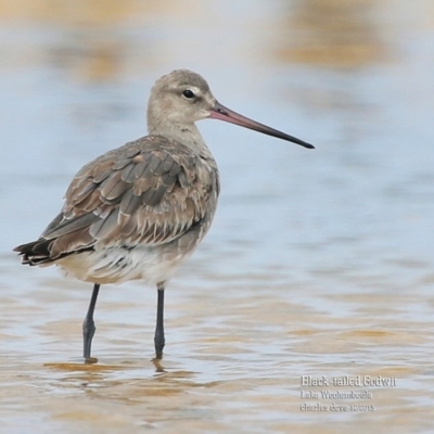 Limosa limosa (Black-tailed Godwit) at Jervis Bay National Park - 22 Dec 2015 by Charles Dove