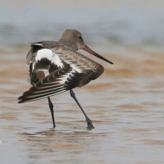 Limosa haemastica (Hudsonian Godwit) at Wollumboola, NSW - 18 Dec 2015 by CharlesDove