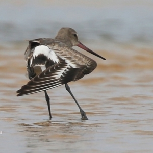 Limosa haemastica at Wollumboola, NSW - 18 Dec 2015 12:00 AM