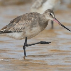 Limosa haemastica at Wollumboola, NSW - 18 Dec 2015 12:00 AM