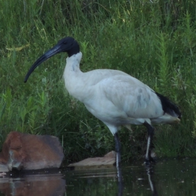 Threskiornis molucca (Australian White Ibis) at Tidbinbilla Nature Reserve - 25 Jan 2015 by michaelb