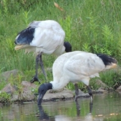 Threskiornis molucca at Paddys River, ACT - 25 Jan 2015