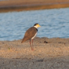 Vanellus miles (Masked Lapwing) at Paddys River, ACT - 6 Feb 2014 by MichaelBedingfield