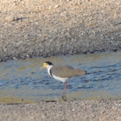 Vanellus miles (Masked Lapwing) at Gigerline Nature Reserve - 28 Jan 2014 by michaelb