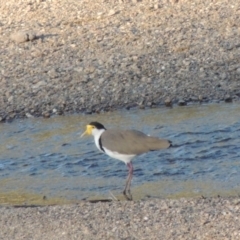 Vanellus miles (Masked Lapwing) at Tennent, ACT - 28 Jan 2014 by MichaelBedingfield