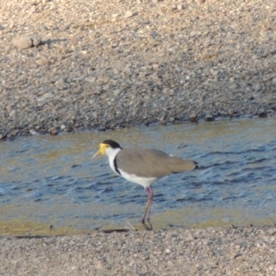 Vanellus miles (Masked Lapwing) at Tennent, ACT - 28 Jan 2014 by MichaelBedingfield