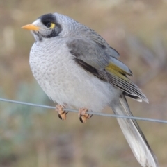 Manorina melanocephala (Noisy Miner) at Greenway, ACT - 11 May 2018 by MichaelBedingfield