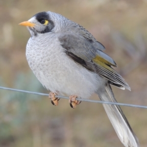 Manorina melanocephala at Greenway, ACT - 11 May 2018 12:00 AM