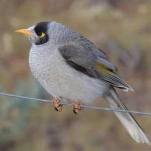 Manorina melanocephala at Greenway, ACT - 11 May 2018 12:00 AM