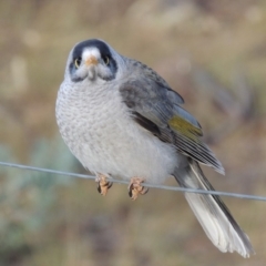 Manorina melanocephala at Greenway, ACT - 11 May 2018 12:00 AM