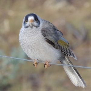 Manorina melanocephala at Greenway, ACT - 11 May 2018 12:00 AM