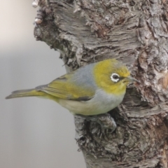 Zosterops lateralis (Silvereye) at Pollinator-friendly garden Conder - 5 Sep 2017 by michaelb