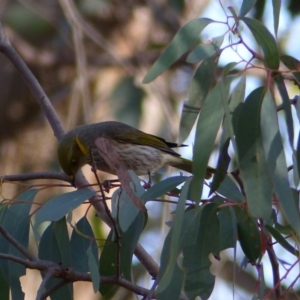 Ptilotula ornata at Hall, ACT - 7 Jun 2018 10:35 AM