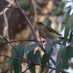 Ptilotula ornata at Hall, ACT - 7 Jun 2018 10:35 AM