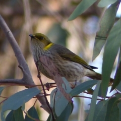 Ptilotula ornata at Hall, ACT - 7 Jun 2018 10:35 AM