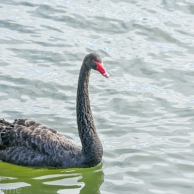 Cygnus atratus (Black Swan) at Kingston, ACT - 12 Jul 2018 by frostydog