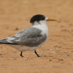Thalasseus bergii (Crested Tern) at Jervis Bay National Park - 17 Dec 2015 by Charles Dove