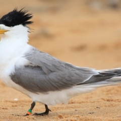 Thalasseus bergii at Jervis Bay National Park - 18 Dec 2015