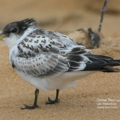 Thalasseus bergii at Jervis Bay National Park - 18 Dec 2015