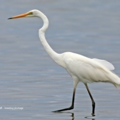 Ardea alba (Great Egret) at Jervis Bay National Park - 17 Dec 2015 by Charles Dove