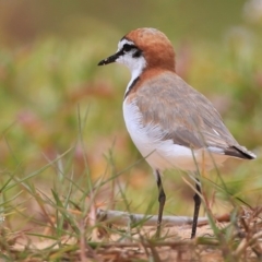 Anarhynchus ruficapillus (Red-capped Plover) at Wollumboola, NSW - 17 Dec 2015 by CharlesDove