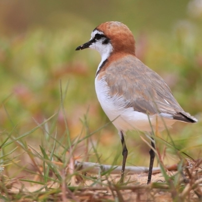 Anarhynchus ruficapillus (Red-capped Plover) at Wollumboola, NSW - 17 Dec 2015 by CharlesDove