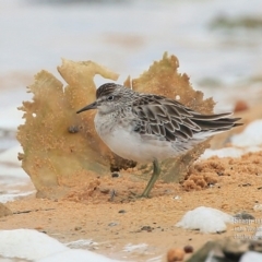 Calidris acuminata (Sharp-tailed Sandpiper) at Jervis Bay National Park - 18 Dec 2015 by Charles Dove