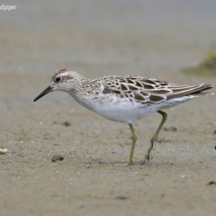 Calidris acuminata at Jervis Bay National Park - 18 Dec 2015