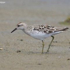 Calidris acuminata at Jervis Bay National Park - 18 Dec 2015 12:00 AM