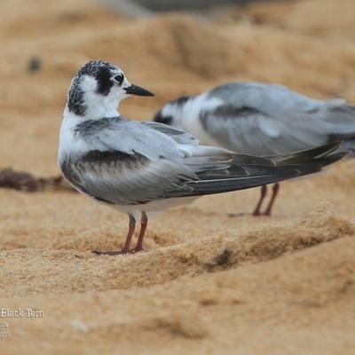Chlidonias leucopterus (White-winged Black Tern) at Jervis Bay National Park - 22 Dec 2015 by Charles Dove