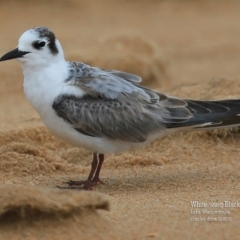 Chlidonias leucopterus at Jervis Bay National Park - 23 Dec 2015