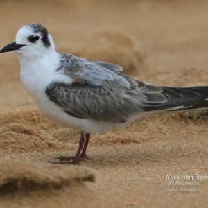 Chlidonias leucopterus at Jervis Bay National Park - 23 Dec 2015