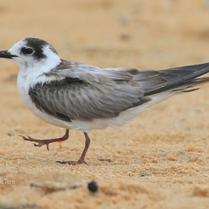 Chlidonias leucopterus at Jervis Bay National Park - 23 Dec 2015