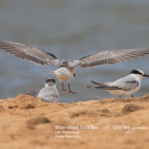 Chlidonias leucopterus at Jervis Bay National Park - 23 Dec 2015