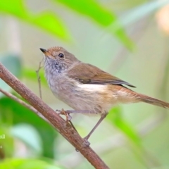Acanthiza pusilla (Brown Thornbill) at Lake Conjola, NSW - 14 Dec 2015 by Charles Dove