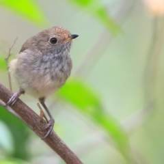 Acanthiza pusilla at Lake Conjola, NSW - 15 Dec 2015