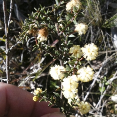 Acacia gunnii (Ploughshare Wattle) at Michelago, NSW - 10 Sep 2010 by Illilanga