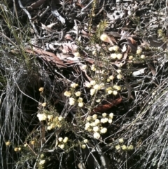 Acacia gunnii at Illilanga & Baroona - 10 Sep 2010